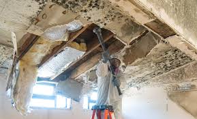 Best Industrial Mold Remediation  in Phoenix, IL